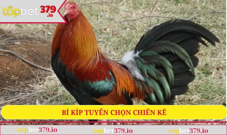 Đá Gà Cựa Sắt - Trải Nghiệm Giải Trí Kịch Tính Bậc Nhất 2 Bí kíp tuyển chọn chiến kê