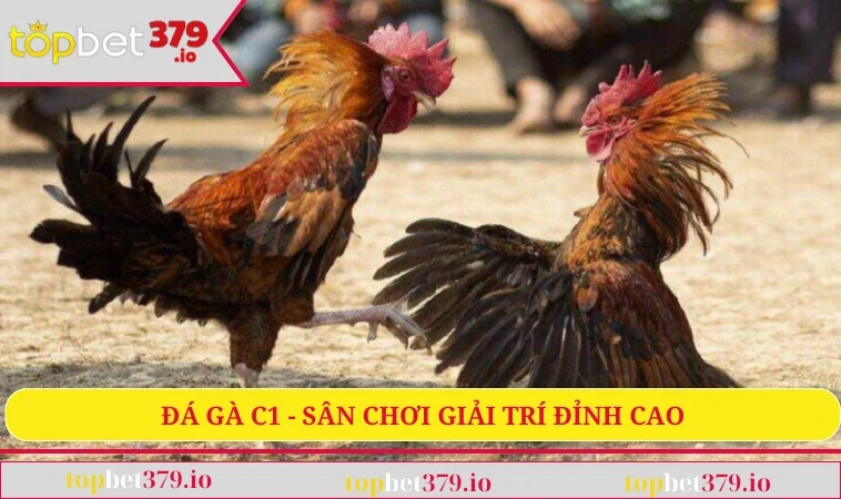 Đá gà C1