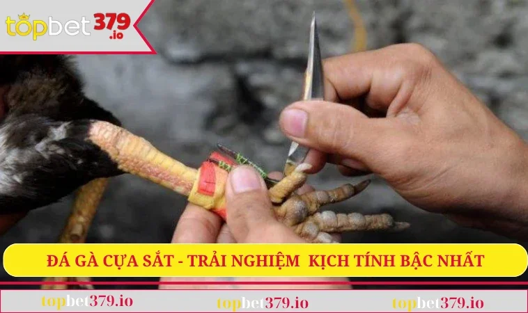 Đá gà cựa sắt