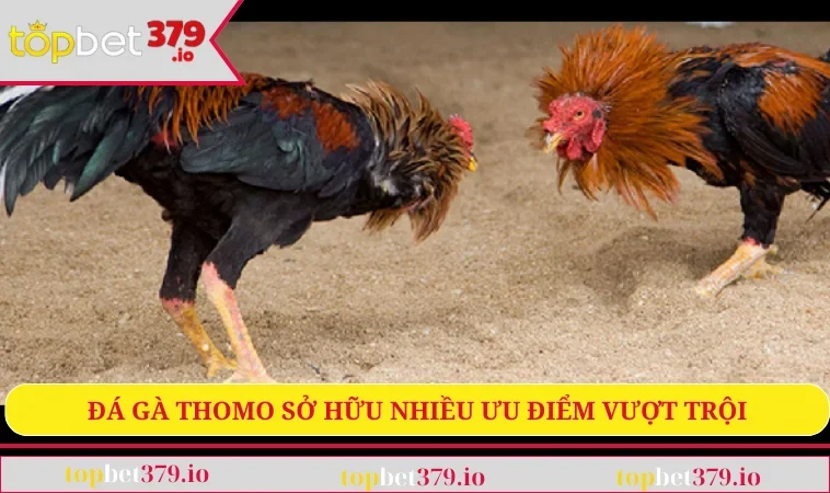 Đá Gà Thomo - Bộ Môn Nổi Tiếng Bậc Nhất Hiện Nay 1 Đá gà Thomo sở hữu nhiều ưu điểm vượt trội