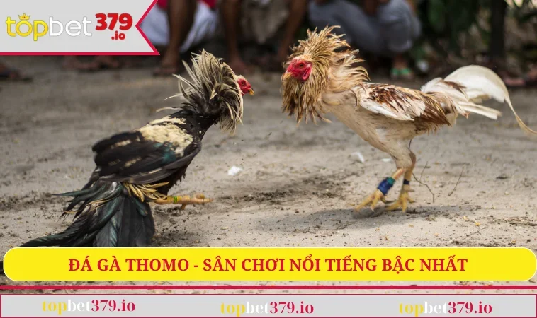 Đá gà Thomo