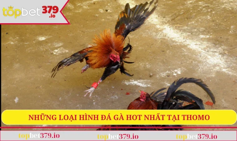 Đá Gà Thomo - Bộ Môn Nổi Tiếng Bậc Nhất Hiện Nay 2 Những loại hình đá gà hot nhất tại Thomo