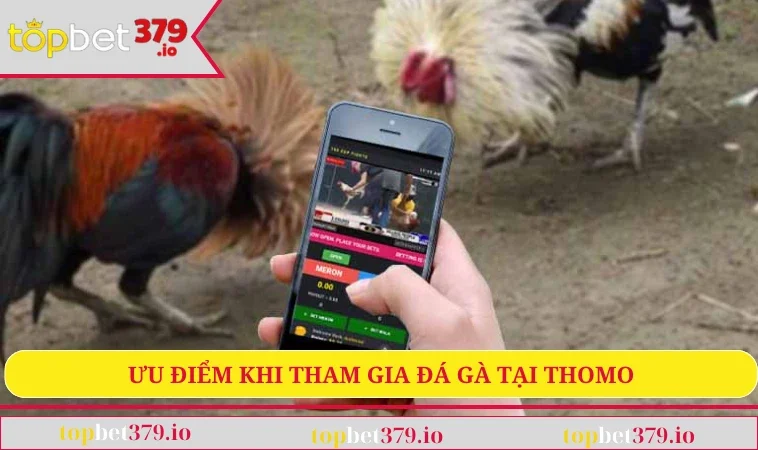 Đá Gà Thomo - Bộ Môn Nổi Tiếng Bậc Nhất Hiện Nay 3 Ưu điểm khi tham gia đá gà Thomo
